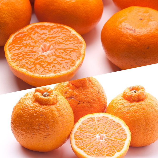 【定期便/隔月配送/全6回】厳選・和歌山の季節の柑橘3kg農家直送フルーツ定期便 | 有田 みかん 蜜柑 オレンジ 八朔 せとか ポンカン セミノール バレンシア いよかん 不知火
※北海道・沖縄・離島への配送不可