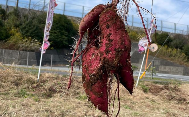 さつまいも 紅はるか 5kg | サツマイモ さつま芋 芋 べにはるか 熟成 静岡県 御殿場市 ※2026年10月～発送
