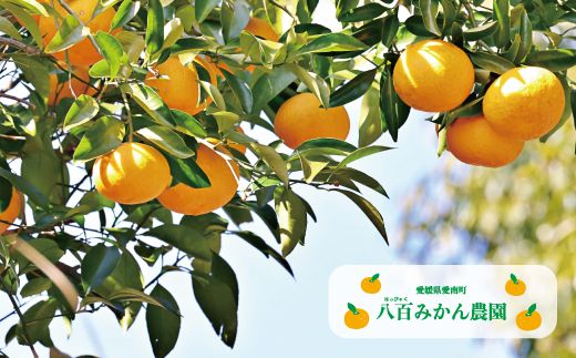 【 先行予約 】 訳あり 完熟 甘夏 5kg <発送期間：3月上旬～無くなり次第終了> 八百みかん農園 の 完熟 甘夏 7000円 家庭用 訳あり 先行 事前 予約 受付 みかん あまなつ 夏みかん グレープフルーツ マーマレード ゼリー 防腐剤不使用 愛媛 産地直送 国産 農家直送 糖度 果樹園 期間限定 数量限定 特産品 ジュース 人気 限定 愛南 さわやか 甘い フルーツ 果物 柑橘 蜜柑