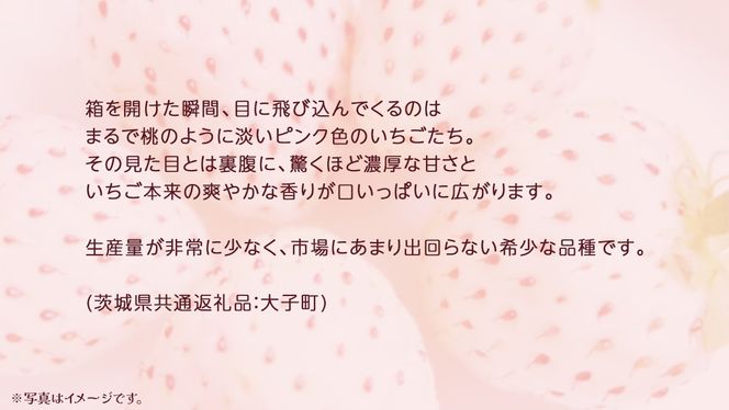 桐箱入り 大粒 ピンクいちご 12粒【2025年12月上旬発送開始】(茨城県共通返礼品：大子町) いちご 苺 果物 フルーツ 果実