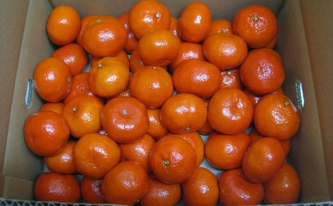 小原紅早生みかん　約5kg 果物類 柑橘類 フルーツ 