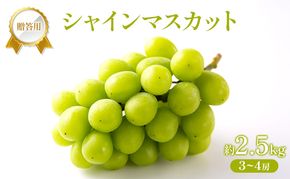 ぶどう 2026年 先行受付 贈答用 シャインマスカット 2.5kg (3～4房) フルーツ 果物 岡山 赤磐市