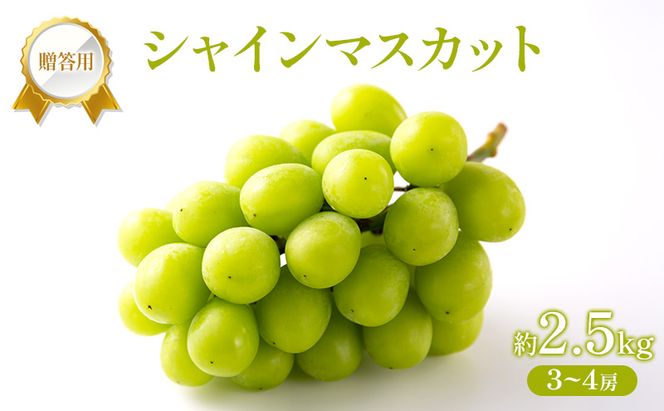 ぶどう 2026年 先行受付 贈答用 シャインマスカット 2.5kg (3～4房) フルーツ 果物 岡山 赤磐市