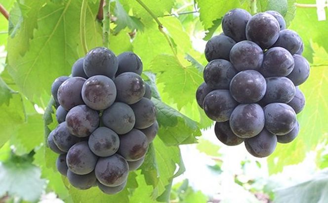 桃 ぶどう 2026年 先行予約 白桃 5玉 合計約1.5kg（1玉 約300g） ニューピオーネ 1房 550g 詰合せ もも モモ 葡萄 ブドウ ピオーネ 岡山県産 国産 フルーツ 果物 ギフト 桃茂実苑 