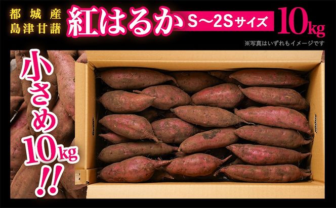 先行受付!【11月お届け】島津甘藷　熟成紅はるか 10kg(S～2S)_12-A7-001-10kg-m-11