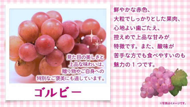 ＼ 選べる内容量 ／ゴルビー 約1.3kg(約2房) / 約2kg(約4房) / 約5kg(約8～12房)【2026年9月より発送開始】（茨城県共通返礼品 [ぶどう]：結城市産） ぶどう 赤ぶどう 高級 希少品種 大粒 甘い 果物 フルーツ 旬