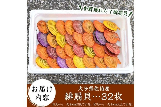 緋扇貝 (計32枚) 海鮮 ヒオウギ貝 BBQ バーベキュー 炭火焼 酒蒸し ご当地 国産 大分県産 佐伯市産  屋形島で後藤さんが育てた緋扇貝 大分県 佐伯市 【AX63】【後藤緋扇養殖販売】