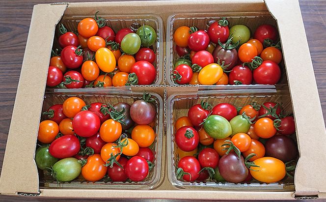 カラフル ミニトマト セット 3kg ≪北海道南富良野産≫ 北海道 南富良野町 2026年発送 先行予約 トマト 詰合せ ミックス ミックストマト 野菜 