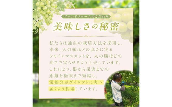 【先行予約】樹上完熟 シャインマスカット 500g（1房）（2026年9月中旬～発送） BF00022