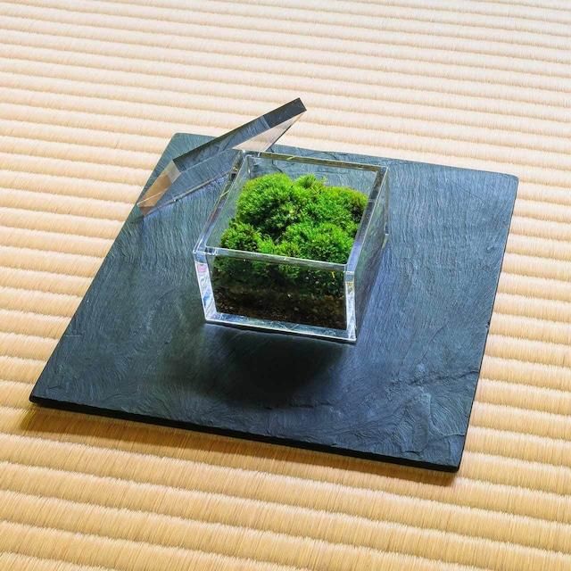 【銀座花粂】清水寺の苔 春 (3月20日頃到着 寄付日：2月3日から3月1日の方) 261009_A-SM001