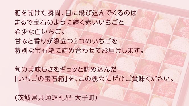 赤いちご と 白いちご の宝石箱36粒【2025年12月上旬発送開始】(茨城県共通返礼品：大子町) いちご 苺 果物 フルーツ 果実