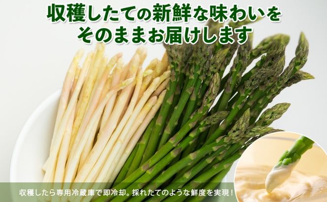 【2026年発送】 アスパラガス 北海道 グリーン AL ホワイト 2級品大・中 各1kg 食べ比べ セット 計2kg 春 限定 旬 朝採り 新鮮 野菜 アスパラ ギフト gift 産地直送 産直 お取り寄せ 詰め合わせ 送料無料