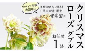 《 先行予約 》【 確実園 オリジナル 】  クリスマスローズ ダブル（ おまかせ 1点 ） ガーデニング 花 はな フラワー 鉢 鉢植え [BG002us]