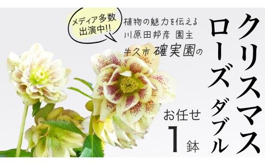 《 先行予約 》【 確実園 オリジナル 】  クリスマスローズ ダブル（ おまかせ 1点 ） ガーデニング 花 はな フラワー 鉢 鉢植え [BG002us]
