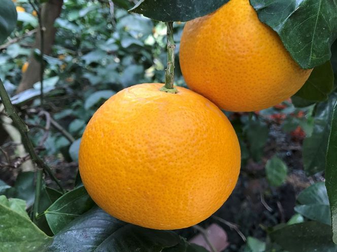 4月 まで 木成 完熟 させた 有田 はっさく 特秀 L × 15玉 2段詰 化粧箱 南泰園 みかん  	BS754