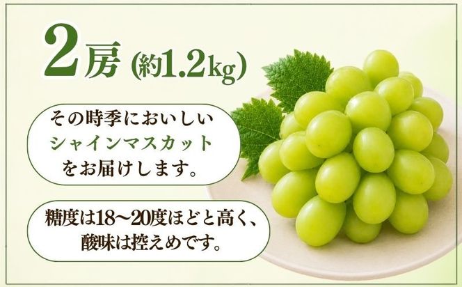 【207年 先行予約】 山梨県産 シャインマスカット ２房 (1.2kg以上)GA001 シャイン シャインマスカット 葡萄 ブドウ ぶどう  フルーツ