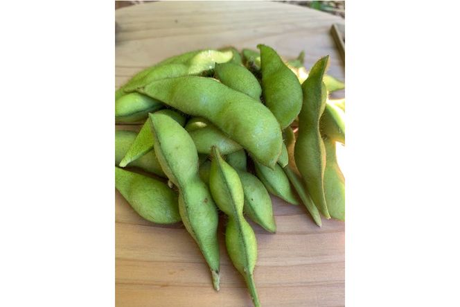 【先行予約／数量限定40】京都夏黒枝豆さや 500g（250g×2パック）（2026年7月中旬～発送）　KU00076