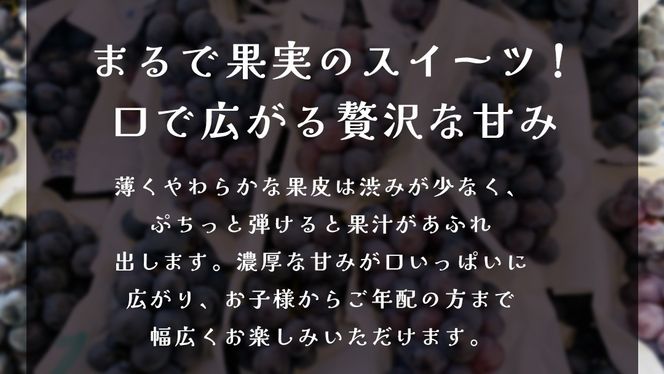 ナガノパープル 約5kg (7～9房)【2026年9月上旬発送開始】(茨城県共通返礼品：大子町) ぶどう 葡萄 ブドウ 果物 フルーツ 果実        