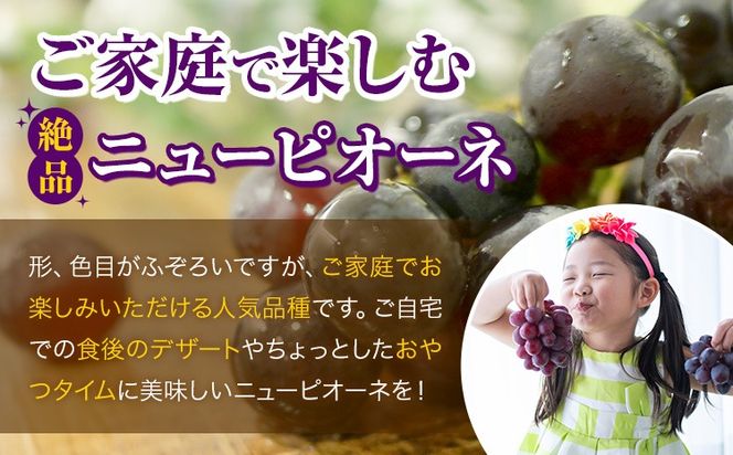 岡山県産 ご家庭用 ニューピオーネ 2～3房 約1.2kg 《9月上旬-10月上旬頃出荷》 岡山県 笠岡市 巨峰 ぶどう 葡萄 果物 フルーツ【配送不可地域：離島】---H-104---
