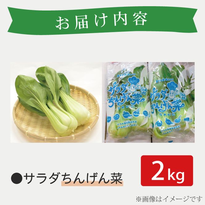 【2026年10月より順次発送開始】JAなめがたしおさい直送「サラダちんげん菜」約2kg｜サラダ さらだ チンゲン菜 ちんげん菜 野菜 やさい 直送 旬 茨城県 行方市(AE-49)