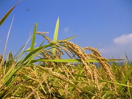 令和7年産 6回 定期便 四万十産 四万十米 コシヒカリ 10kg （5kg×2袋）×6回（計60kg）こしひかり 60kg 令和7年 2025年 精米 白米 米 おこめ こめ コメ ご飯 ごはん ふっくら 四国 高知 四万十 しまんと R7-947