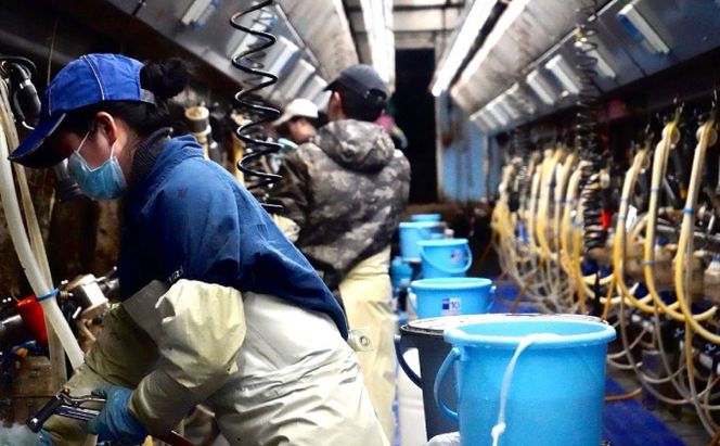 中谷牧場 ドリンクヨーグルト 900ml×4本 ジャージー牛 A2ミルク やさしい 国産 オホーツク北海道 乳飲料 乳製品 飲み物 朝食 発酵食品 発酵飲料 飲むヨーグルト 