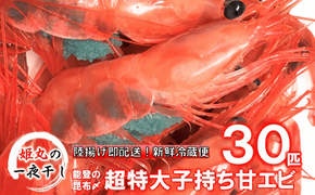 【2026年9月～10月発送】獲れたて鮮度抜群！姫丸の子持ち甘エビ30匹丸ごと昆布〆