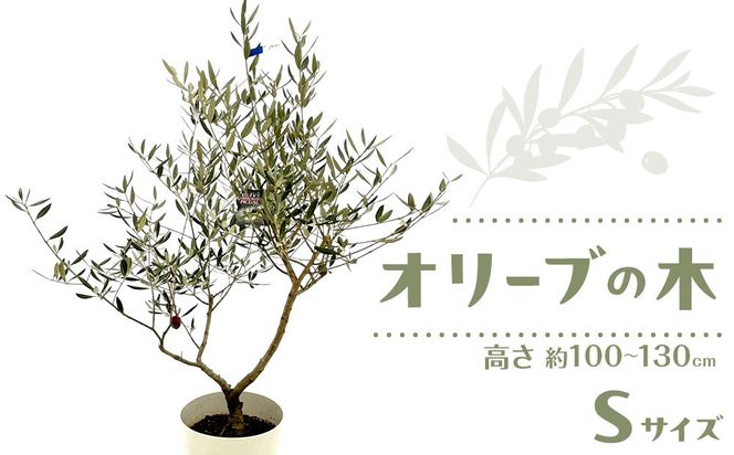 オリーブの木　Sサイズ　高さ約100～130cm 372013_KB003
