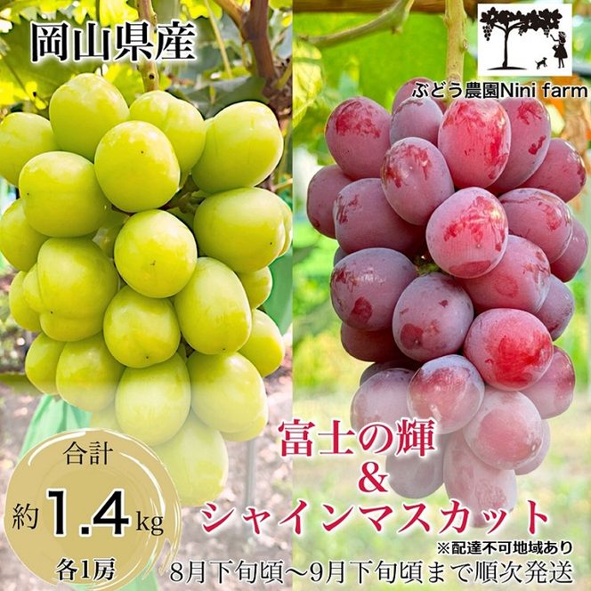 ぶどう 2026年 先行予約 ぶどう 話題の品種 富士の輝＆こだわりのシャインマスカット 贈答ランク 合計約1.4kg ブドウ 葡萄 岡山県産 国産 フルーツ 果物 ギフト 【 Nini farm 農家 直送 】