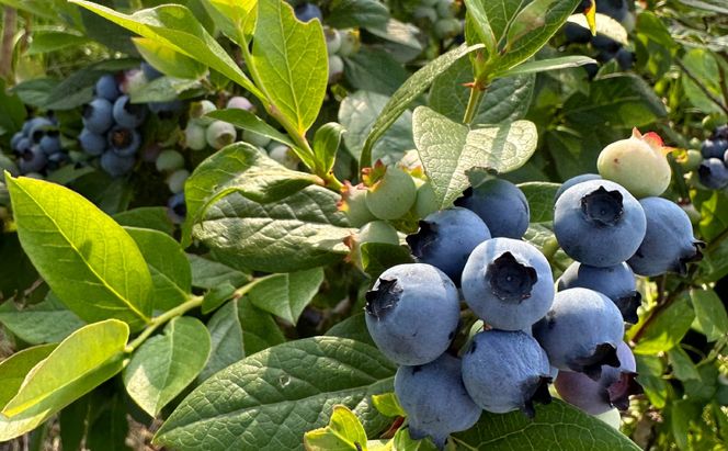 北海道仁木町産 冷凍ブルーベリー1kg 栽培期間中 除草剤・化学農薬・化学肥料不使用【日付指定不可】果物 くだもの フルーツ 冷凍 [iori farm]