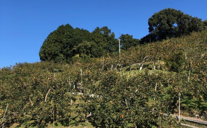 柿 志波 富有柿 約3kg 11～12玉 果物類 かき 