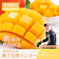【2026年発送 先行予約】生産農家応援・濃厚果肉 みやざき完熟マンゴー 3L×2玉（マンゴー フルーツ アップルマンゴー 果物 くだもの 2026 先行受付 宮崎）
