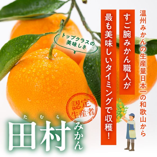 【2026年先行予約】田村みかん／特選ギフト品3kg【サイズ指定なし】_V7454