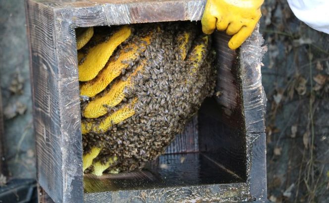 はちみつ 無添加 非加熱 希少 球磨産  地蜂蜜 500g×1本 加工食品 