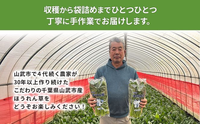 【11月上旬～３月下旬発送】ほうれん草栽培30年以上の山下さんの新鮮採れたて、ほうれん草！ どっさり 5kg     SMCX001