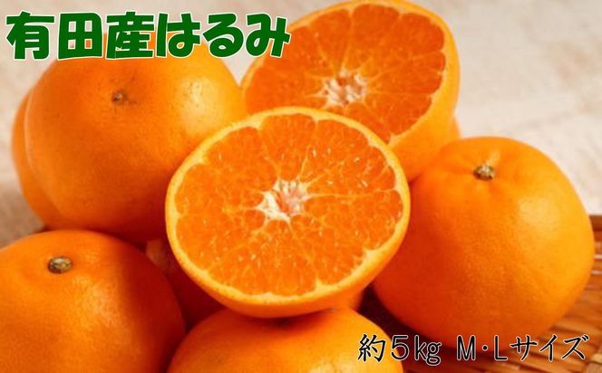 【厳選・濃厚】 紀州 有田 産の はるみ 5kg (M~Lサイズ) ※1月下旬頃～2月中旬頃順次発送（お届け日指定不可） / 果物 柑橘 フルーツ みかん 和歌山 【tec914B】