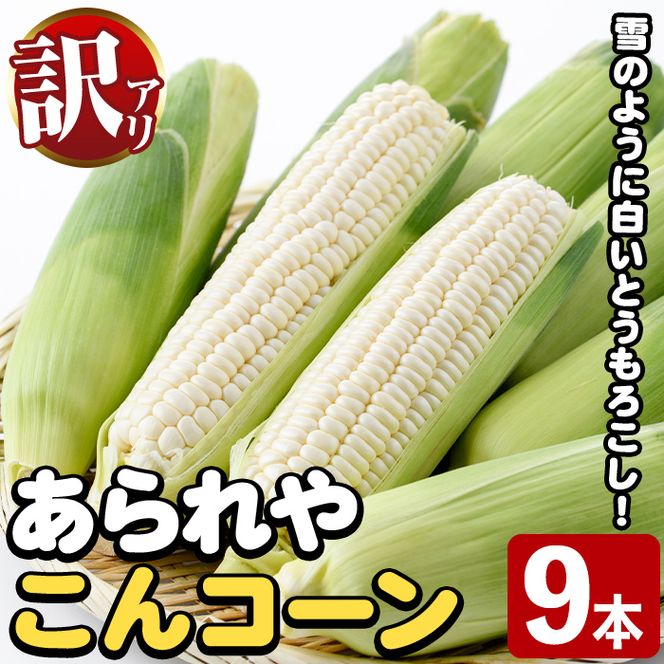 ＜先行予約受付中！2026年9月下旬以降順次発送予定＞訳あり！白いとうもろこし「あられやこんコーン」(9本) 国産 トウモロコシ 玉蜀黍 ホワイト コーン 野菜 糖度 夏 イネ科 数量限定 期間限定 訳アリ 旬 【うとさんち】akn067-28