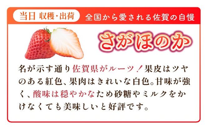 《先行予約・数量限定》あまい果汁溢れる最高級品質「さがほのか」約1kg（235g×4p）