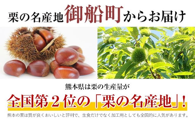 【先行予約】生栗 熊本県御船町産限定 約1kg 約2kg(2L-Lサイズ) 期間限定 野菜 予約 スイーツ きんとん 甘露煮 渋皮煮 栗ご飯 熊本県御船町《9月上旬-9月下旬頃出荷》---mifune_lcl_199_1---