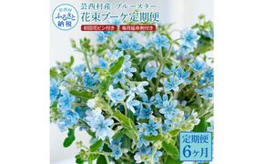 【CF-R7hbk】t179tmf　《6ヵ月定期便》 ブルースター 花束 初回花瓶付 定期便 定期コース 全6回 延命剤付き ラッピング 花びん 生花 花束 ブーケ 花 お花 可愛い キレイ おしゃれ 供花 お供え ギフト プレゼント
