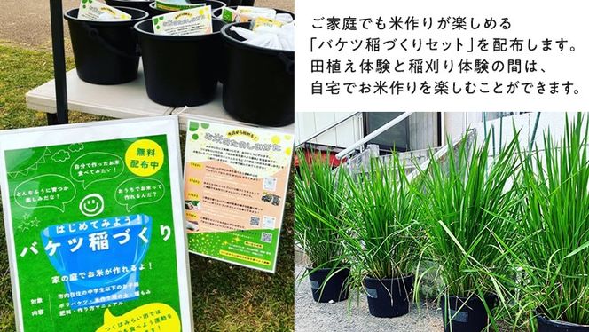 【2026年5月16日(土曜日) 開催予定】親子で米作り体験（田植え・稲刈り体験）にじのきらめき 5kg付き 茨城県 稲刈り農業 農業体験 子供 家族 参加型 自然 食育 虹のきらめき