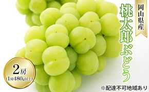 ぶどう 2026年 先行予約 桃太郎 ぶどう 2房（1房 480g以上 ハウス栽培）贈答用 ブドウ 葡萄  岡山県産 国産 フルーツ 果物 ギフト 岡山の葡萄
