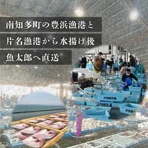 特大天然鯛ひものセット　汐干し　しお干し　塩干し　味醂干し　みりん干し　鯛　たい　ひもの　干物　干物セット　自家製　国産　新鮮　美浜町　愛知県 　冷凍　※北海道・沖縄・離島への配送不可