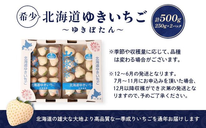 【12月以降、随時発送！】【北海道産】ゆきいちご（白いちご） 2Pセット 250g×2 計500g 苺 イチゴ 白いちご 一季成りイチゴ ゆきぼたん パールホワイト 希少 高級 ギフト お取り寄せ ふるさと納税 北海道 中標津【59001】