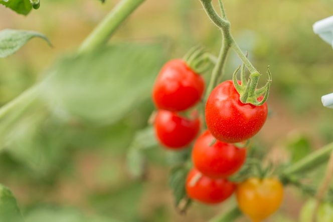 〔先行受付〕しおかぜの畑中野ファーム余市産トマトベリー1.5kg(2026年初夏発送)　ミニトマト_Y037-0349