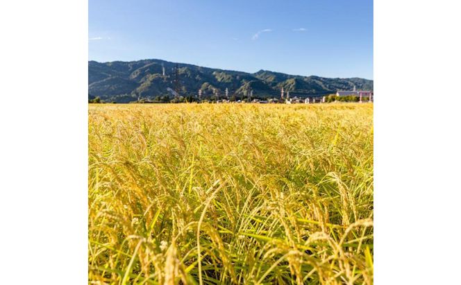 米 定期便 12ヶ月 コシヒカリ 5kg 精米 白米 お米 魚沼産コシヒカリ  新潟米 新潟 十日町市 定期 12回