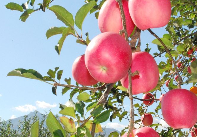 青森県鶴田町産　無添加・果汁100％りんごジュース1L×3本 果物　フルーツ　果実飲料　無添加　果汁100％