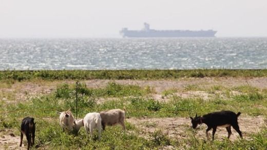 【体験型返礼品】ヤギの飼育員さん体験コース（来場/3時間）2名