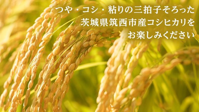 【 定期便 6ヶ月 】 茨城県 筑西市産 コシヒカリ 10kg ( 5kg × 2袋 ) 令和6年産 三ツ星 マイスター 米 コメ コシヒカリ こしひかり 茨城県 単一米 精米 新生活 応援 [CH009ci]