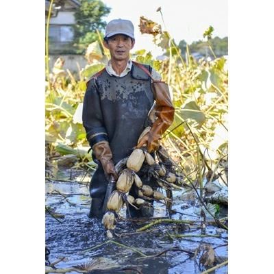 鈴木農園のれんこん親子ギフト 3kg ※離島への配送不可 ※2025年12月下旬～2026年4月上旬頃に順次発送予定